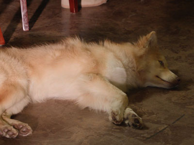 NTSF:AK:Canoe::  - NTSF:SD:SUV::