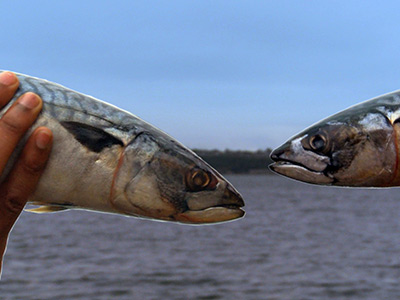 Watch Free Online Video Loiter Squad - Fish Heads