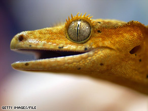 art.gecko.file.gi.jpg