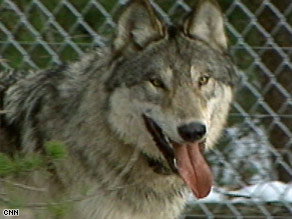 Gray Wolf Yellowstone