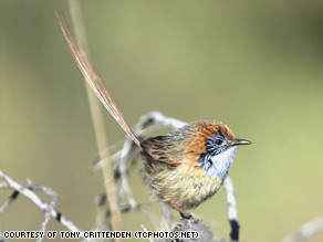 art.iucn.bird.jpg
