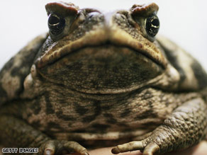 Cane toad!