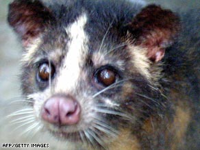 mar info tainguen civet