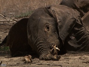 Philip's photo of one of the elephants killed for their ivory tusks.