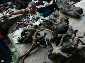 Some of the deadliest viruses in the world come from this 'Bush Meat', but it still remains a necessary part of the diet in Cameroon.