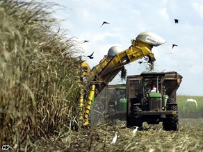 A U.S. Sugar Corp. mechanical harvester cuts sugar cane in a field outside of Clewiston, Fla., Nov. 2001.