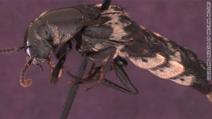 'Bug guy' faces grisly task in Ohio case