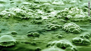 Algae as biomass for biofuel are become more attractive to investors and developers.