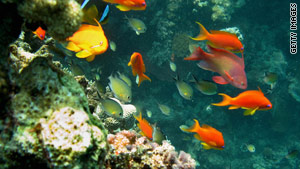 The sea's bounty: Economist Sukhdev says preserving coral reefs is 'investing in nature-based services.'