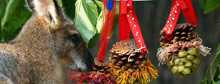 Christmas Down Under