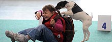 Dogs spring into action