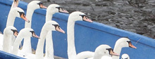 Swan express