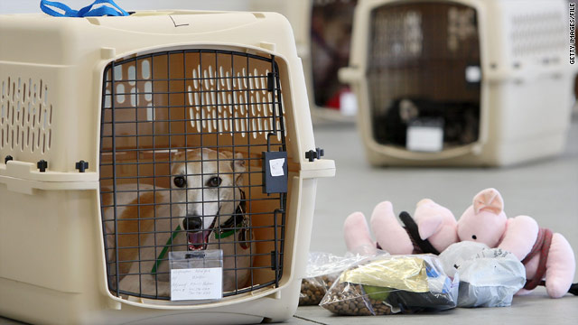 It's safest for passengers and pets if they ride in carriers or crates, depending on what's most comfortable.