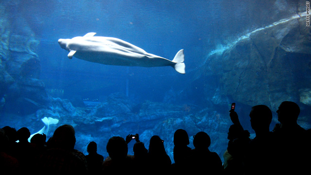 The beluga whales have been a major attraction at the Georgia Aquarium since it opened in 2004.
