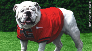 Uga VII "realized his role when he put his shirt on," his owner says.
