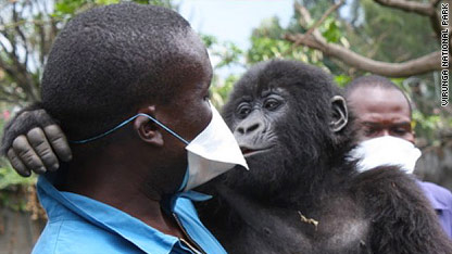 Baby gorillas in Congo get a new playpen