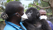 Baby gorillas get new playpen