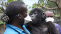 Rare baby gorillas get new playpen