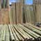 Building a greener future from bamboo
