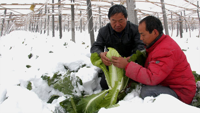 Chinese farmers try to salvage their crops after their greenhouse collapsed in in Xingtai, Hebei province, Thursday.