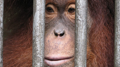 Saving orangutans in Sumatra