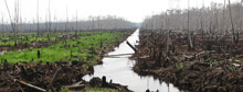 Sumatra's smoldering rainforests