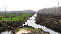 Rainforests turned into smoldering ruins