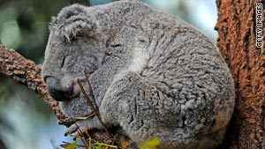 Australia koalas face disease, habitat loss