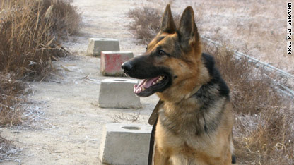 Dogs sniff out explosives in Afghanistan
