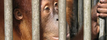Saving Sumatran organutans