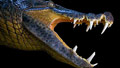 Prehistoric super-crocs found