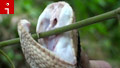 Quest for deadly jungle snake