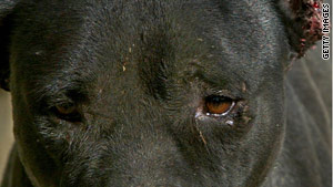 A case before the court dealt with tapes showing pit bulls attacking other animals and one another.