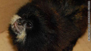 The man said he had bought the titi monkeys as pets.