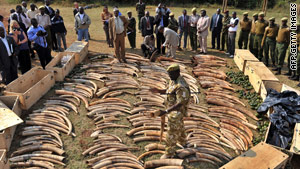 A Kenya wildlife official on Monday displays elephant ivory seized at the capital's Jomo Kenyatta International Airport.