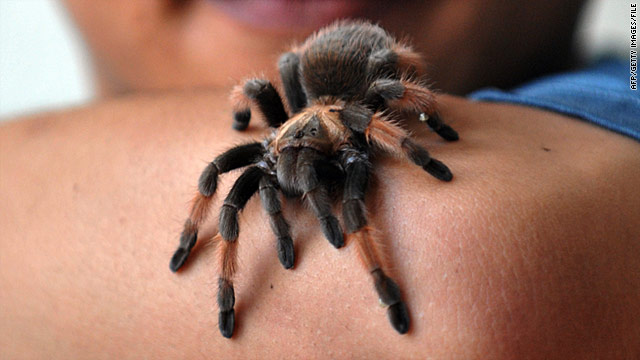 t1larg.tarantula.afp.gi.jpg