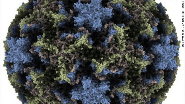 A close-up of the common cold virus.