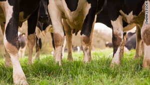 The main source of human contamination with E. coli 0157  is cattle, the CDC says.