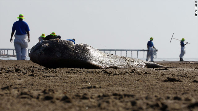 Workers contracted by BP clean oil from the beach in Louisiana.