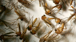 Dengue is acquired through the bite of certain species of mosquitoes, at least two of which are found in Florida.