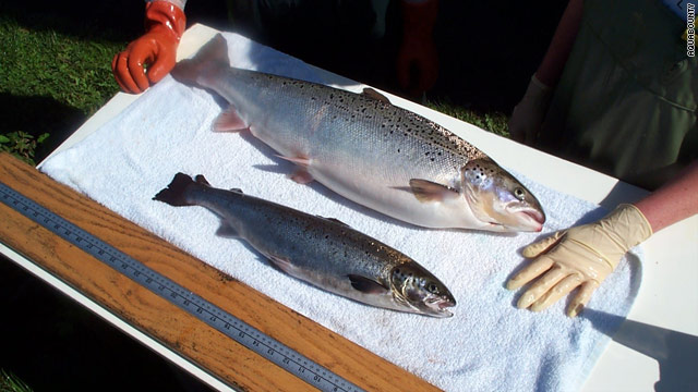 The salmon is genetically modified to grow to full-size in half the time it now takes for natural salmon.