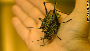 Grasshoppers can be a crunchy snack when roasted after removing their barbed legs.