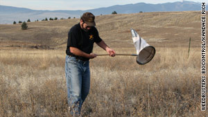 Bob Rich sweeps the grass for weevils, which he will later sort, package and ship to buyers.