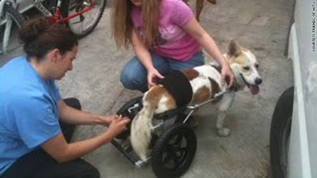 Volunteers hook up Napoleon's cart so the paralyzed Corgi mix can go for a walk.