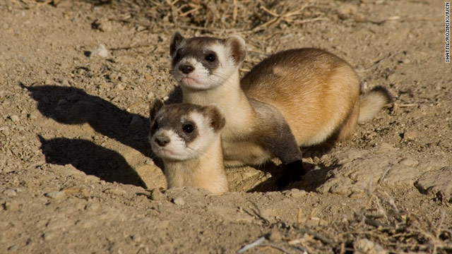 Cooperation Among Animals. The percentage of species