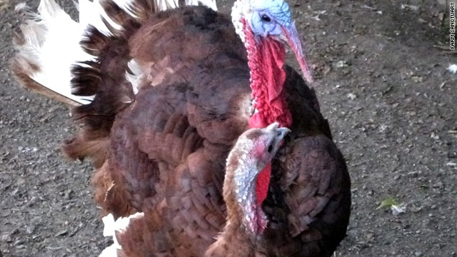 Mordecai and Fiona, two heritage turkeys, would have been slaughtered if Joan Poster hadn't adopted them.