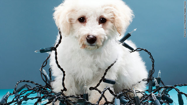 Pets will eat just about anything, so make sure to keep an eye on them when your decorations go up.