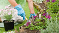 Get dirt on top-10 gardening mistakes