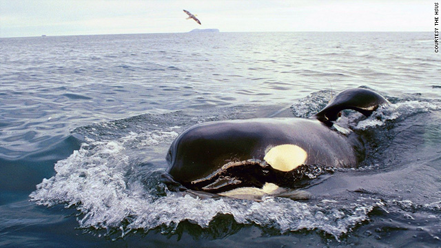 Keiko, the star of "Free Willy," swimming in the open seas after his release in 2002.