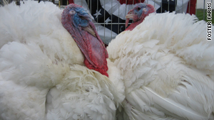 Nicholas Strain turkeys are known for their white plumage and patriotic heads.